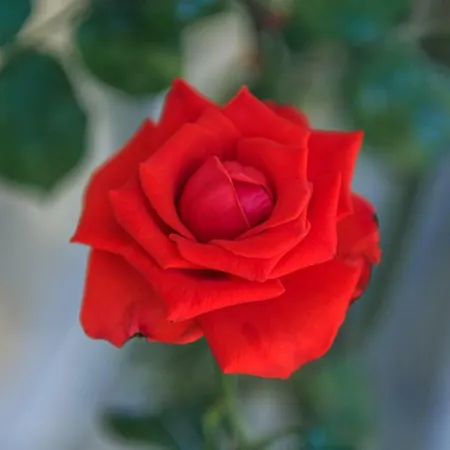 Prosperino شقة فيس