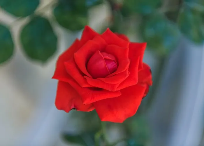 Prosperino Apartment Vis